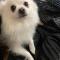 흰색 포메라니안? 부산진구 동의대 강아지 보호 중입니다