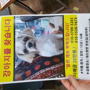 노견 시츄..앞이 잘 안보입니다