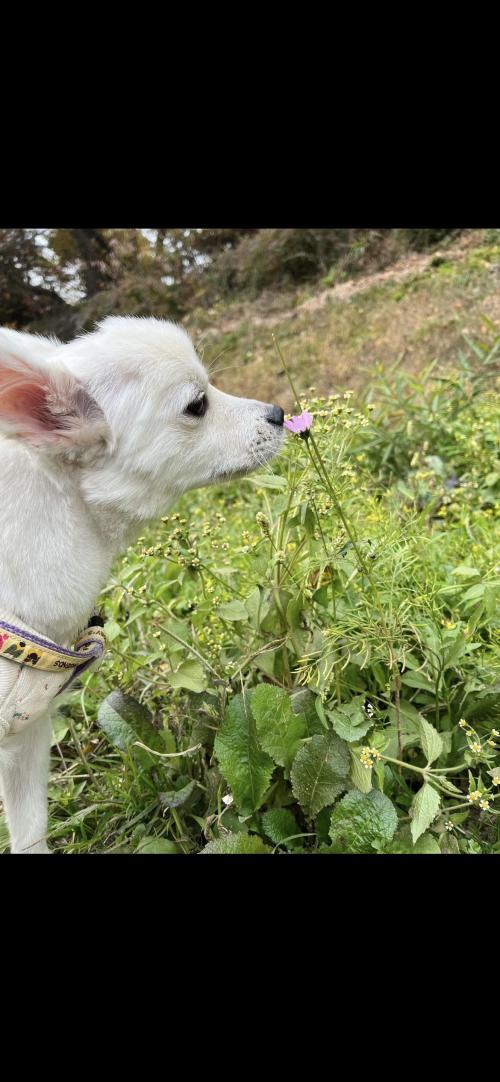 폼피츠 두부의 가족이 되어 주세요~!