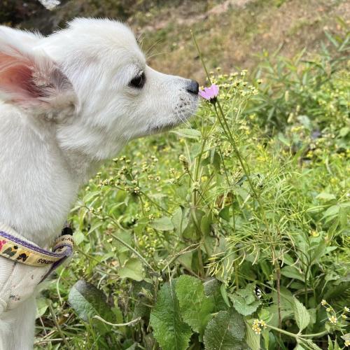 폼피츠 두부의 가족이 되어 주세요~!