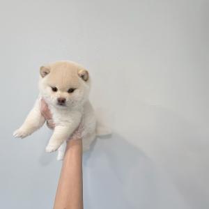 귀욤귀욤 시바이누 왕자님 분양해용