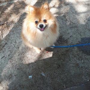 강아지 찾습니다