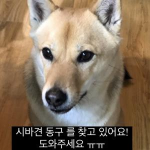 시바견 찾아요