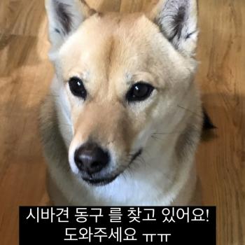 시바견 찾아요