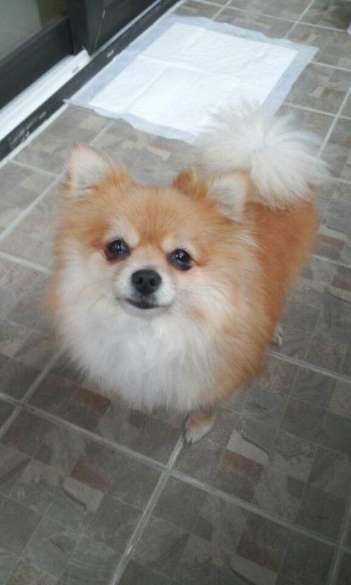 대전 포메리안 여 주인을 찾습니다