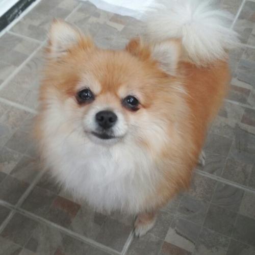 대전 포메리안 여 주인을 찾습니다