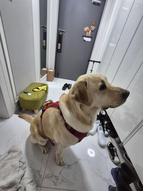 래브라도리트리버