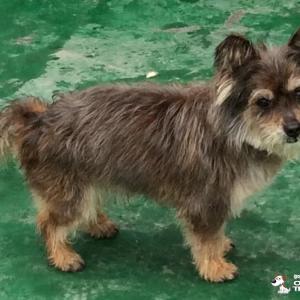 부천 성주초등학교 인근 주택가에서 강아지를 잃어버렸습니다