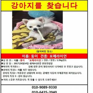 (면목동)포메 강아지 찾습니다