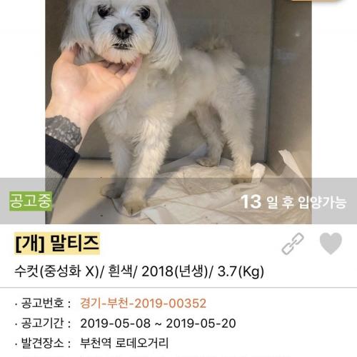 부천역 롯데시네마 근처에서 발견한 말티즈 주인 찾습니다!