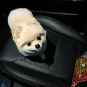 문막)포메라니안(여)_모찌