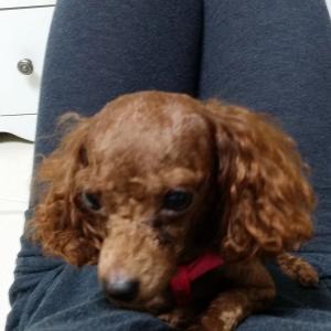 우리 감자 찾아주세요