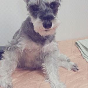 회색 슈나우져 암컷 찾습니다. [서울 잠실본동]