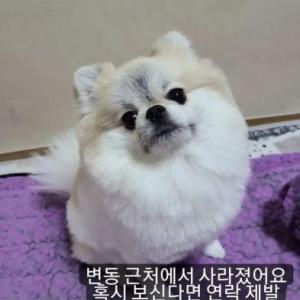 포메라니안 4살 여자아이 찾아요