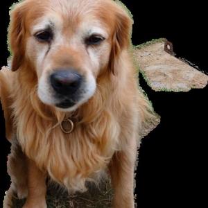 파주시 파평면 집나간 골든 리트리버 찾습니다