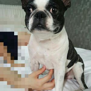 경기광주곤지암읍봉현리보스턴테리어를찾습니다.