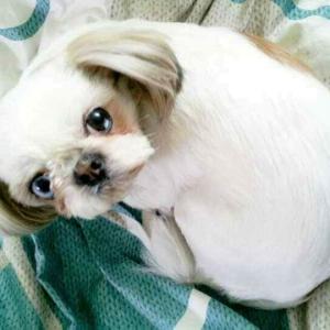 눈이파란시츄여아를찾습니다.