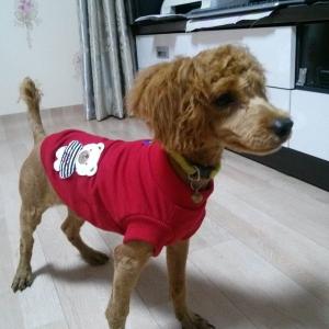 사랑이를 찾습니다