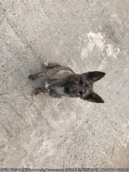 전북 완주군 용진읍 신지리 512 공사현장에서 멍멍이 보호중입니다