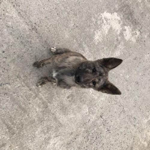 전북 완주군 용진읍 신지리 512 공사현장에서 멍멍이 보호중입니다