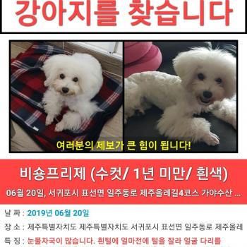 서귀포 세화리 올레길4코스에서 잃어 버린 흰색 비숑 찾습니다.