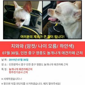 인천 중구에서 강아지를 찾습니다.