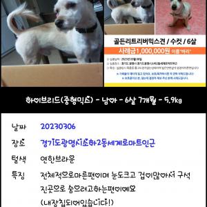 사랑하고소중한반려견찾습니다 ㅠ