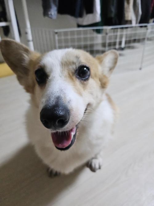 2020년7월14일생 웰시코기 여아