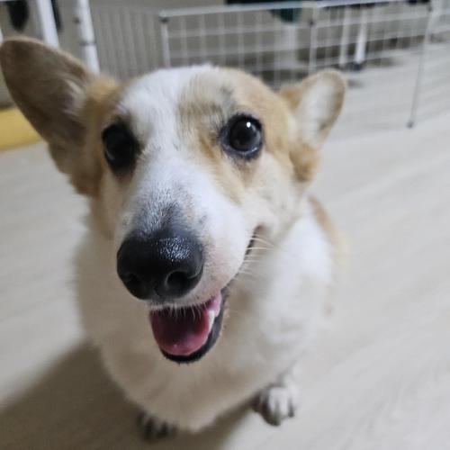 2020년7월14일생 웰시코기 여아