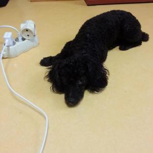 (대천해수욕장부근) 검정색 토이푸들 영자 찾습니다.