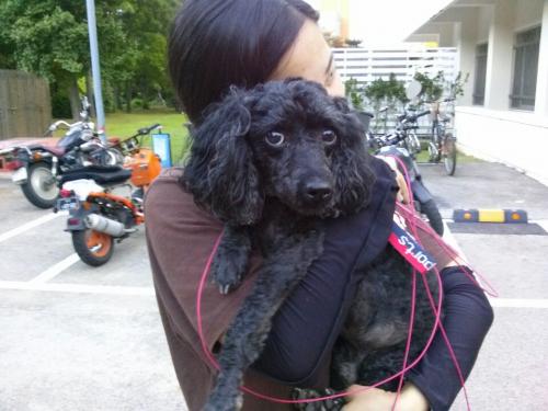 깜장푸들남아/안산시대부도/7월26일발견