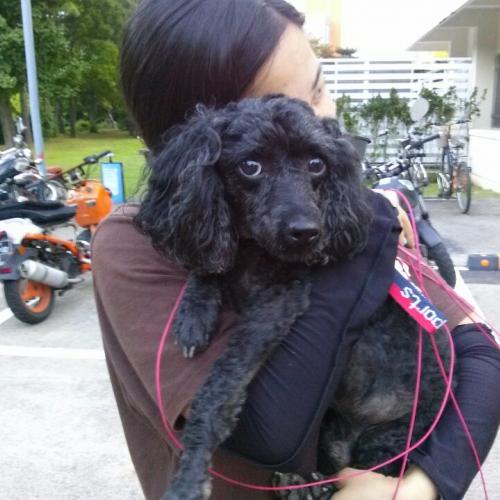 깜장푸들남아/안산시대부도/7월26일발견