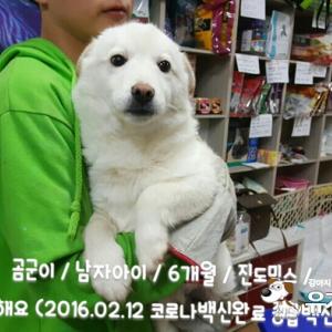 천안유기동물보호소에 있는 10개월 진도견 남아 가족되어주실분 찾습니다~