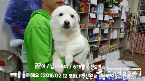 천안유기동물보호소에 있는 10개월 진도견 남아 가족되어주실분 찾습니다~