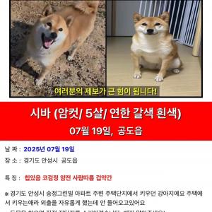 시바견 꾸미를 찾습니다