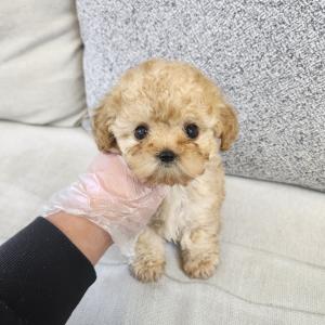 크림푸들분양 2개월령 남아 모색이 진짜 미쳤어요!