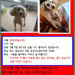 강아지를 찾습니다 푸들 해운대