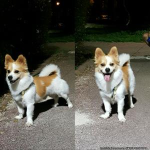 강아지를 찾습니다. 한번만 도와주세요..