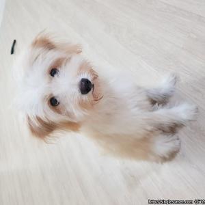 강아지를 찾습니다