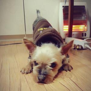 여아 요크셔테리어 찾습니다.