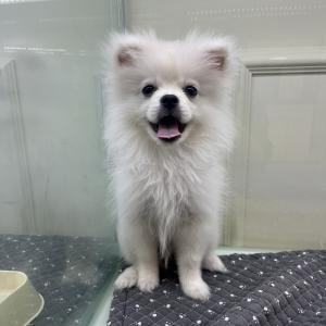 파양된 포메라니안 공주님 가족을 찾고있어용