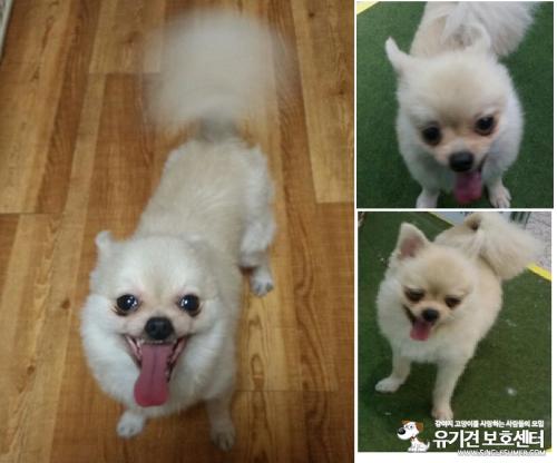 임시보호중인 갈색포메여아