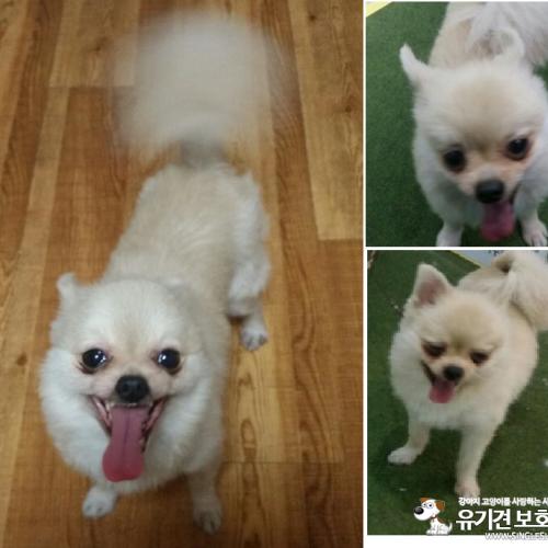 임시보호중인 갈색포메여아