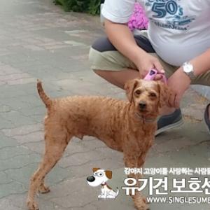 <애프리 푸들> 애완견을 꼭 찾습니다.<장호원읍 진암리 송전 아파트 근처>