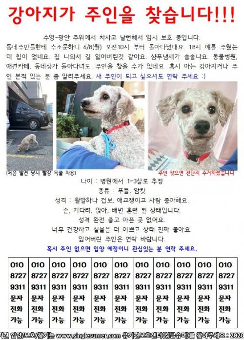 #광안 #암컷 #갈색푸들 #빨강목줄