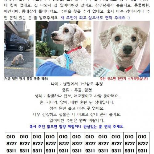 #광안 #암컷 #갈색푸들 #빨강목줄