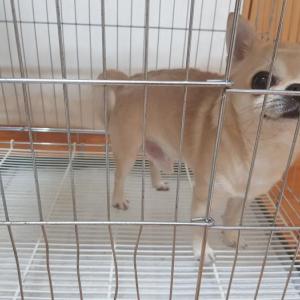 크림 치와와 남아 잃어버리신분