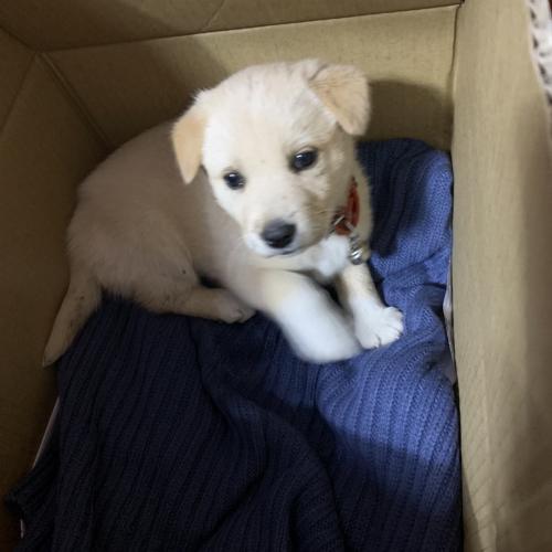 40일된 믹스 여아