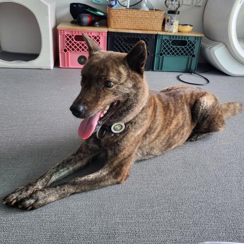 혈통 진도견 자견분양