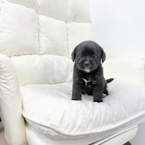 [ 60만원 ] 희귀 모색 라브라도리트리버분양